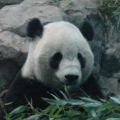  National Zoo